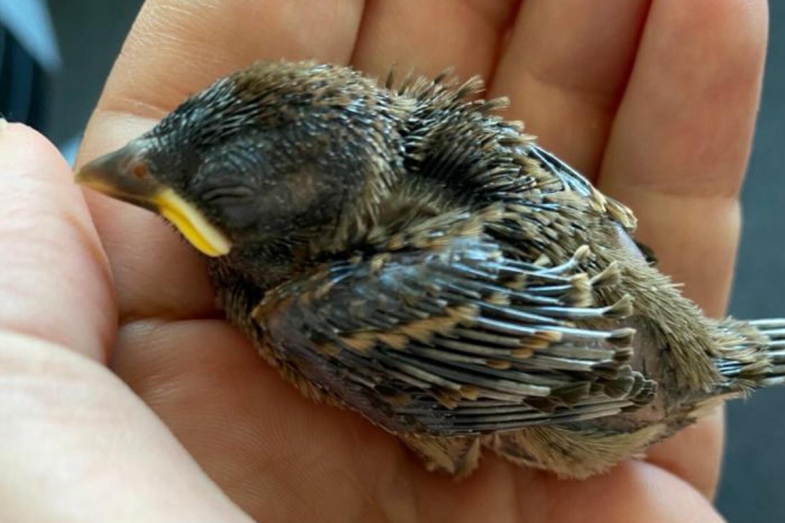 Alemanha, Freie Presse, Alemão