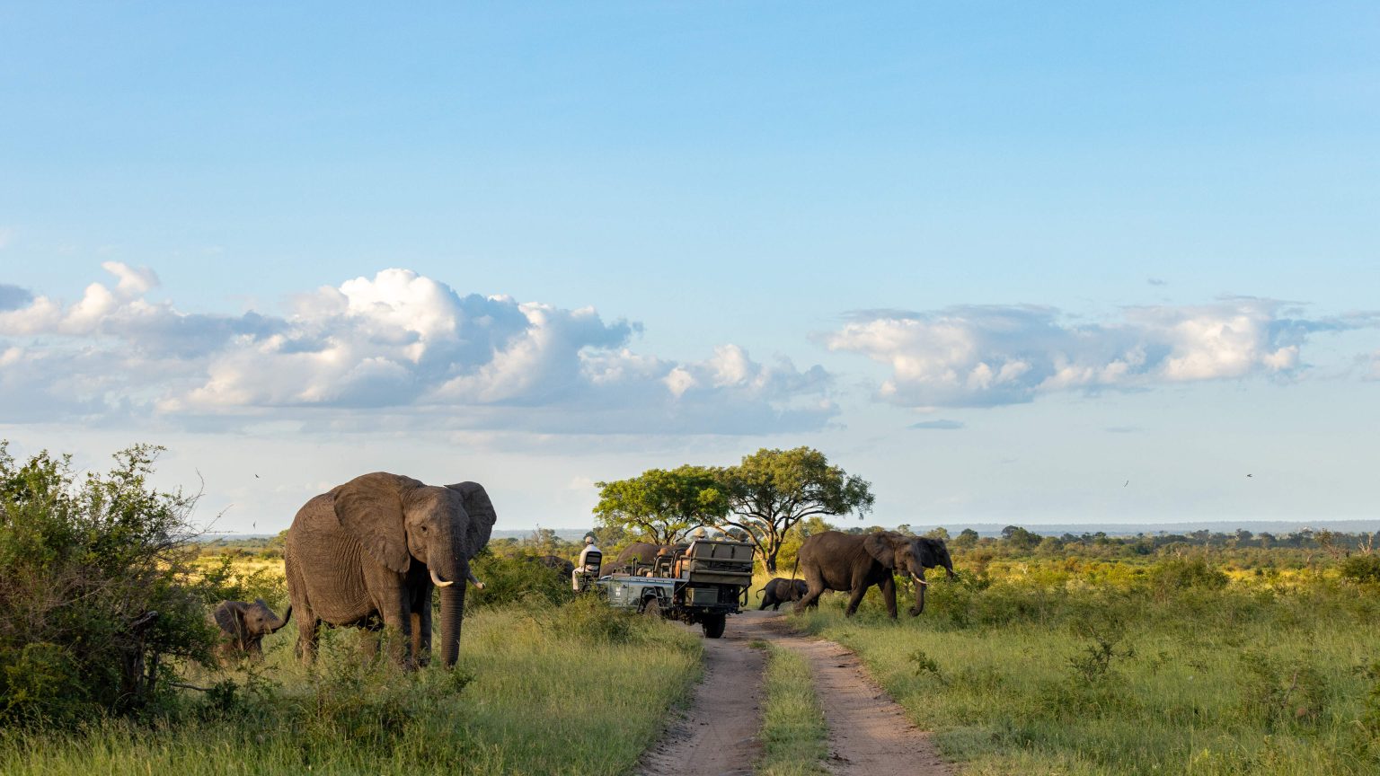 Holanda, De Telegraaf, Holandês Twee toeristen gedood tijdens safari in beroemd Krüger-park in Zuid-Afrika