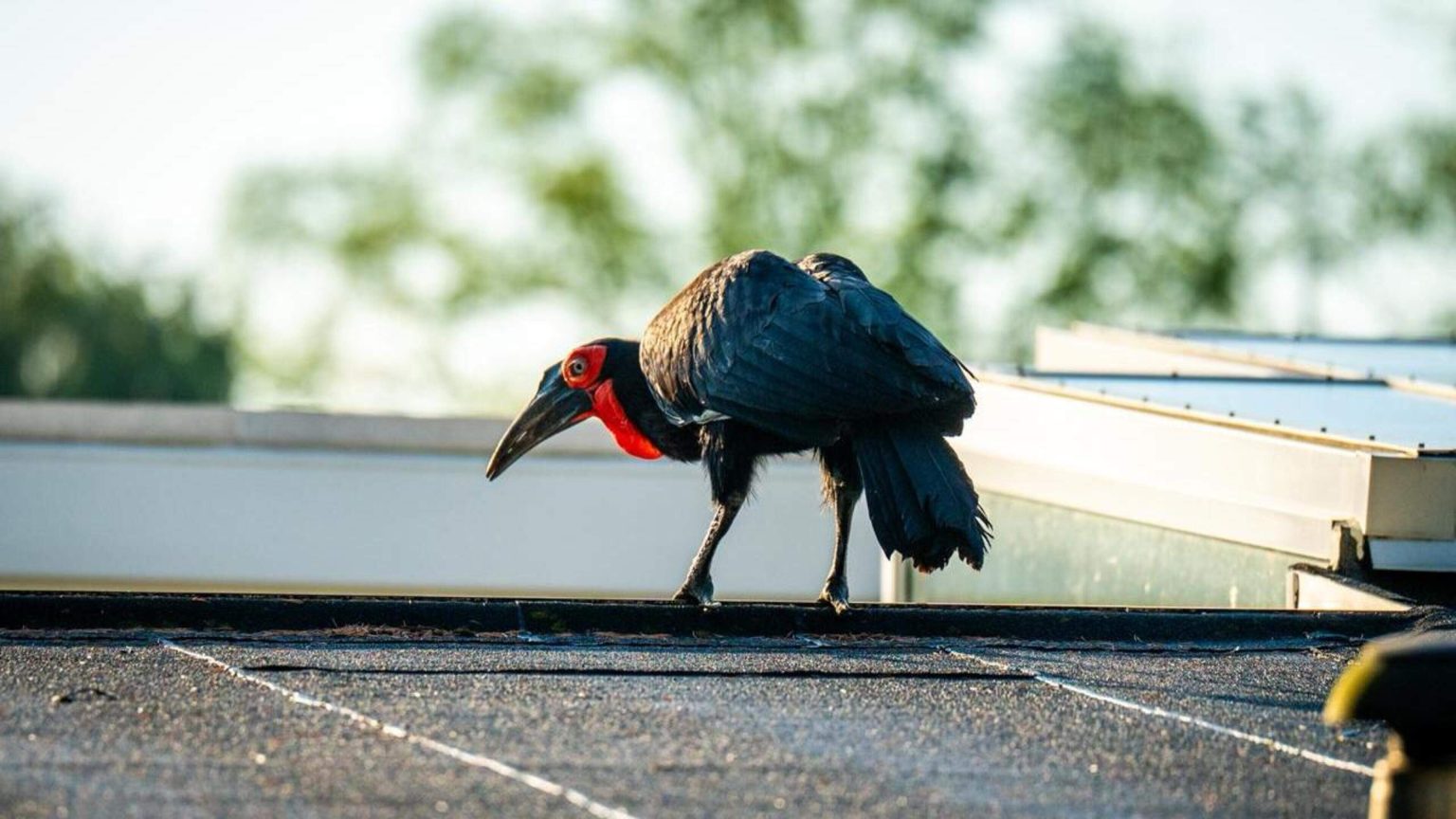 Holanda, De Telegraaf, Holandês  Opvallende vogel op daken van huizen: zuidelijke hoornraaf vermaakt zich buiten het park