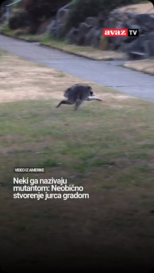 Bósnia Herzegovina, Avaz, Croata