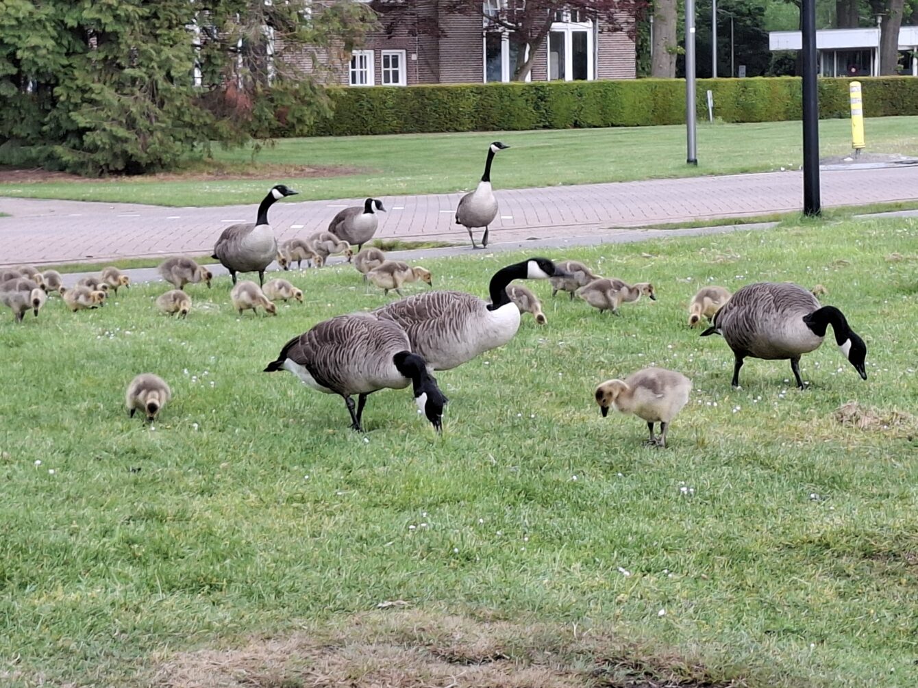 Holanda, Dse.nl, Holandês