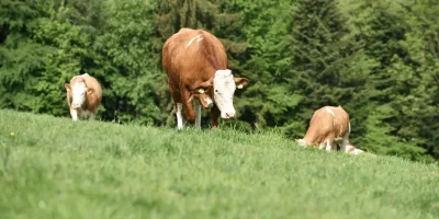 1781460252_kein20Titel.webp