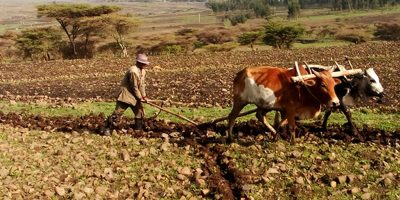 Agriculture.jpg