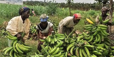 BANANES-PLANTAINS.jpeg