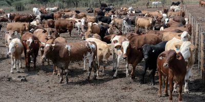 Botswana-cattle-herd.jpg