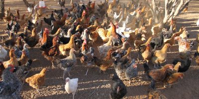 CEDA-Poultry-Push.jpg