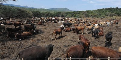Cattle.jpg