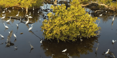 Central-Mangrove-Wetlands-Amplify-Cayman.png