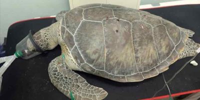 DOE-pic-of-wounded-turtle.jpg