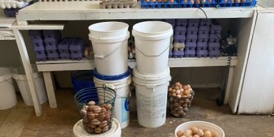 Eggs-from-Lookout-Farm.jpg