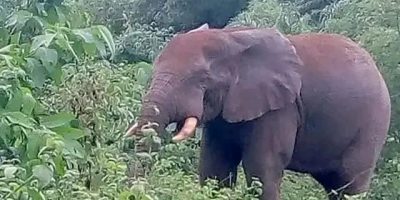Elephant1.jpg