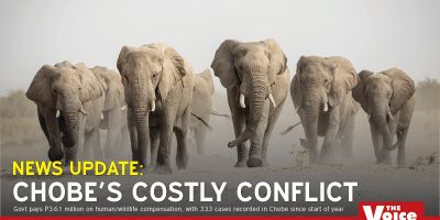Elephants.jpg
