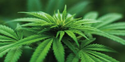 Fees-set-for-cannabis-industry-pioneers.jpg