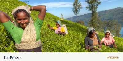 GROSS_Sri20Lanka_Teeplantage_shutterstock_180137915.jpg