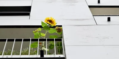 Immobilien.webp