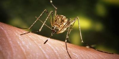 Japanese20encephalitis.jpg