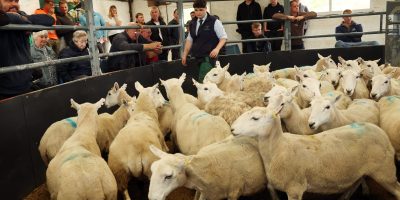 LAMB-SALES-PORTREE-1-copy-scaled.jpg