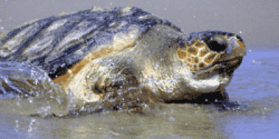 Loggerhead-turtle.png