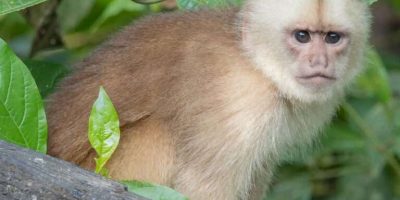 Maranon_White-fronted_Capuchin_Cebus_yuracus_A-Photo-©-Don-Marsille-iNaturalist-cc-R-768x594-1.jpeg