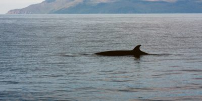Minke-Whale-off-the-Isle-of-Rum.jpg