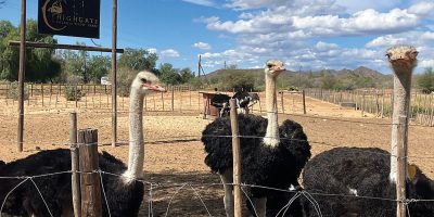 Ostriches.jpg