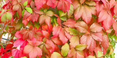 Parthenocissus_quinquefolia_2dd573ad87.JPG