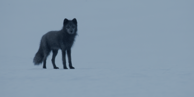 Polaarrebane-Njalla-PF_blue_fox_snowy_landscape_3_Joosep_Matjus.png