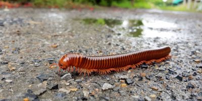 Red-millipede.jpg