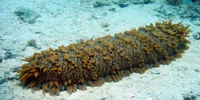 Sea-cucumber-in-the-water.jpg