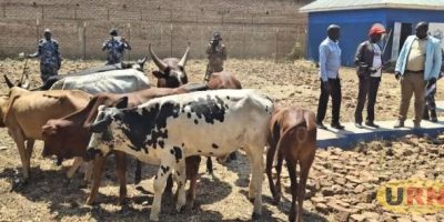 South-Sudan-Security-Returns-11-Stolen-Cattle.jpg