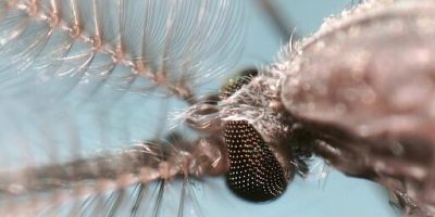 Target-Mosquito.jpg