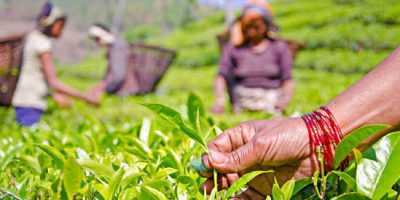 Tea20testing20Laboratory-1.jpg