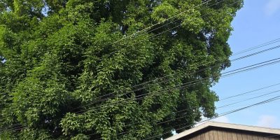 Tree-hanging-over-elderly-home-scaled.jpg
