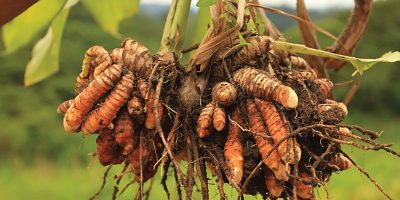 Tumeric-.jpg