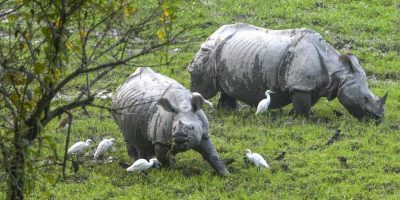 Two-Indian-Rhinoceroses-also-known-as-greater-one_1735909020618.jpg