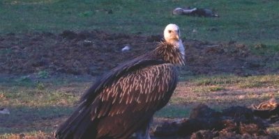 Vultures.jpg