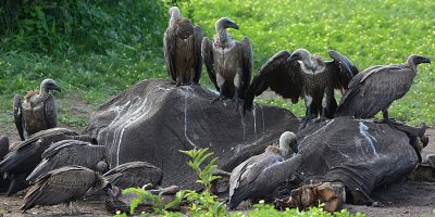 Vultures.jpg