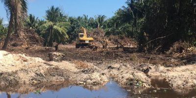 Widespread-clearing-of-mangroves-is-causing-environmental-concerns.jpg