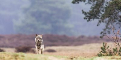 Wolf20De20Hoge20Veluwe20National20Park20Netherlands.jpeg