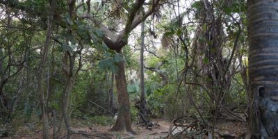 bijilo-forest-park-trees.jpg