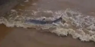 delfines.webp.webp