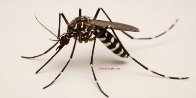 dengue-mosquito-picture.jpg