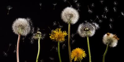 domeckopol-dandelions-761104_1280.jpg