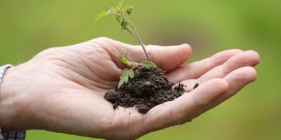 goranh-planting-8027884_1920.jpg