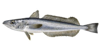 hake-2.jpg
