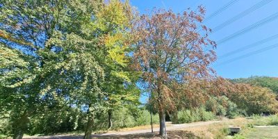 herfstkleuren-in-juli.jpg