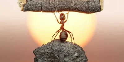 la-resiliencia-esa-capacidad-admirable-en-los-peores-momentos-0_ai1.webp.webp