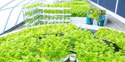 north-korea-sinuiju-comprehensive-greenhouse-farm-hydroponics-feb-2026.jpg
