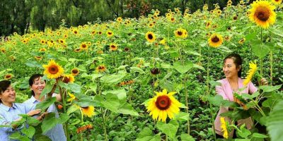 north-korea-sunflower-farming-huchon-county-rodong-sinmun-2022.jpg