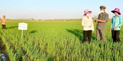 north-korea-weeding-jangkyo-farm-kangnam-pyongyang.jpg